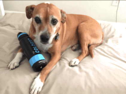 ways to make your sick dogs eat and drink - Coldest